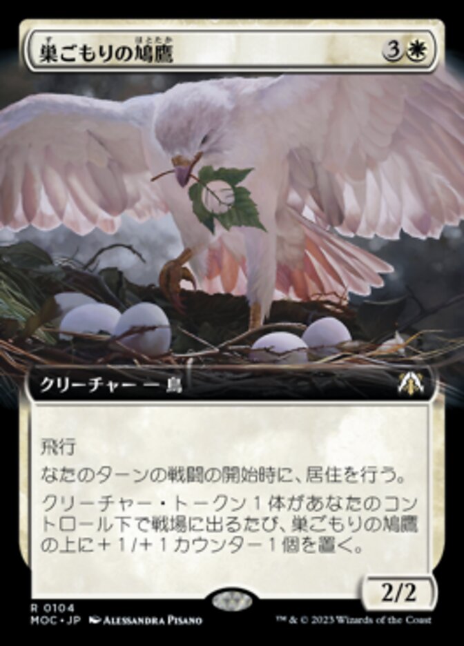 巣ごもりの鳩鷹