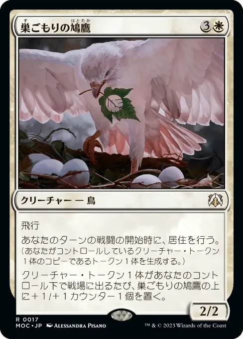 巣ごもりの鳩鷹